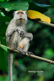 <i>(Macaca fascicularis)</i><br />Long-tailed Macaque