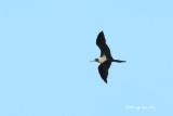 <i>(Fregata ariel ariel)</i><br /> Lesser Frigatebird