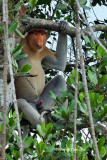 (Nasalis larvatus)Probosis Monkey