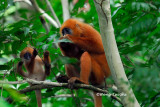 (Presbytis rubicunda)Maroon Langur