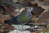 <i>(Chalcopaps indica indica)</i><br /> Asian Emerald Dove - Juvenile