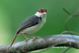 <i>(Orthotomus sericeus)</i><br /> Rufous-tailed Tailorbird