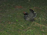Spruce Grouse-1.jpg