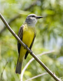 Couchs Kingbird-4.jpg
