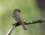 Eastern Wood-Pewee-5.jpg