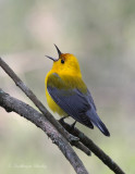 Prothonotary Warbler_1.jpg