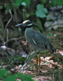 Yellow-crowned Night Heron-3.jpg
