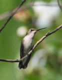 RubyThroated3701.jpg