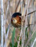 Least Bittern-3.jpg