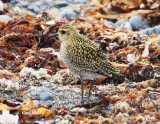 Pacific Golden Plover-2.jpg