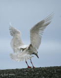 Glaucous Gull-1.jpg