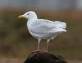 Glaucous Gull-2.jpg
