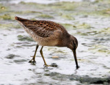 Long-billed Dowitcher.jpg