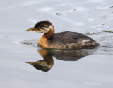 Red-necked Grebe-imm.jpg