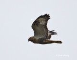 Rough-legged Hawk.jpg