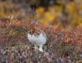 Willow Ptarmigan-2.jpg