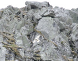 Gyrfalcon.jpg