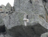 Gyrfalcon-4.jpg