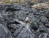 Rough-legged Hawk-6.jpg