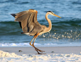 Great Blur Heron-10.jpg