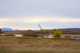 Bosque del Apache-3.jpg