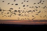 Bosque del Apache-10.jpg