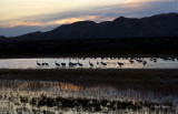 Bosque del Apache-17.jpg