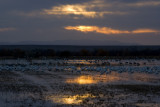 Bosque del Apache-19.jpg