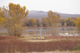 Bosque del Apache-23.jpg