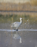 Sandhill Crane-12.jpg