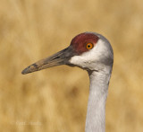 Sandhill Crane-15.jpg