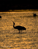 Sandhill Crane_7.jpg