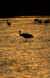 Sandhill Crane_6.jpg