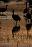 Sandhill Cranes-4.jpg