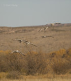 Sandhill Cranes-23.jpg