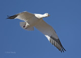 Snow Geese-3.jpg