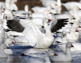 Snow Geese-6.jpg