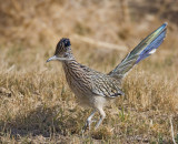 Roadrunner-4.jpg