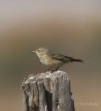 American Pipit_1.jpg