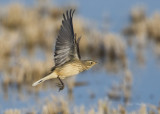 American Pipit_4.jpg