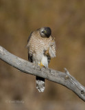 Northern Harrier-juv-4.jpg