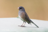 Pink-sided Junco-1.jpg