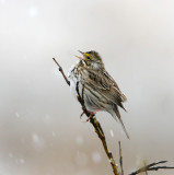 SavannahSparrow6696.jpg