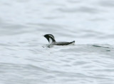 Ancient Murrelet7218.jpg