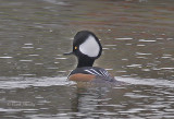 HoodedMerganser0059.jpg