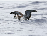 GreaterShearwater3310.jpg