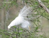 GreatEgret8041.jpg