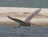 Reddish Egret9330.jpg