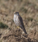 Merlin-1.jpg