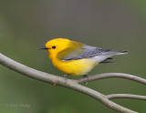 Prothonotary Warbler-9.jpg